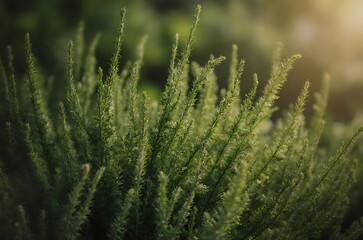 Closeup Illuminated Evergreen Needles Delicate Flora ai generated