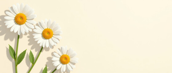 Obraz premium Fresh daisies with vibrant yellow centers and green leaves arranged on soft beige background create serene and cheerful atmosphere