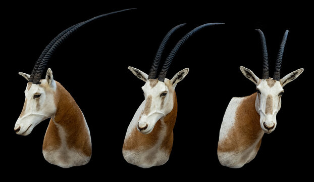 Taxidermy Animals of South Africa on back Background