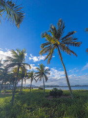 Fototapeta premium Palm Trees and Coastal View at Camburi Beach, Vitória, Brazil