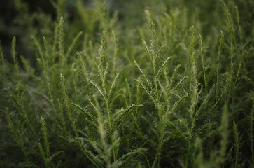 Delicate Green Conifer Foliage Closeup Nature Background ai generated