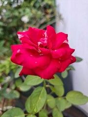 Roses, plant, nature,beauty, garden