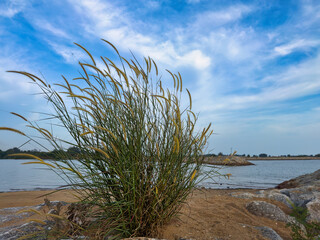 Beach Grass at Tanjung Kling, Melaka. with the bright blue sky in the background