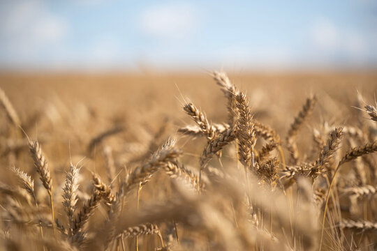 Golden Sea of Wheat Under the Summer Sky