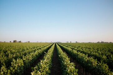 Expansive Green Field Rows Sunlight Springtime Scenery ai generated