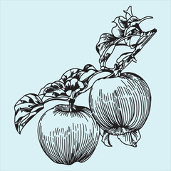 hand drawn vector illustration of an Apple 