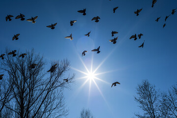 A beautiful silhouette of a flock of birds flying freely across a brilliant blue sky, with the...