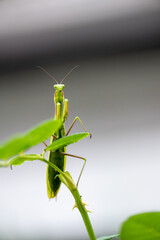 Green Praying Mantis on a Leaf with a Smooth Blurry Background in Ljubljana