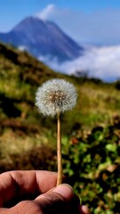 Fototapeta premium dandelion in hand