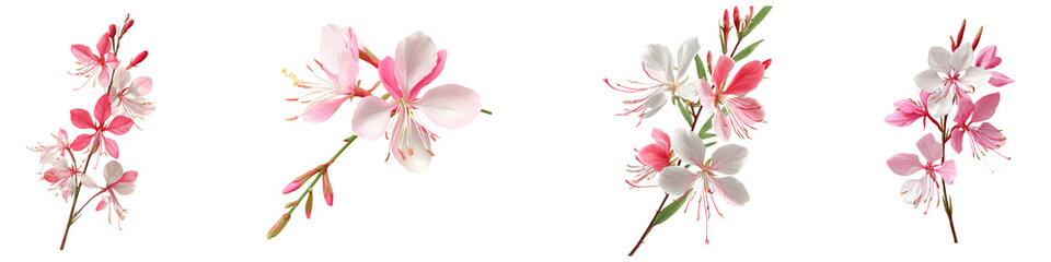 Set of gaura flower isolated on transparent background.