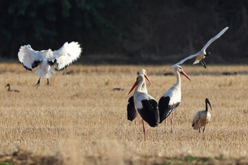 campo affollato