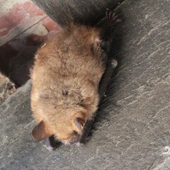 petit rhinolophe endormi