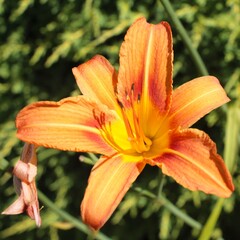 h&eacute;m&eacute;rocalle orang&eacute;