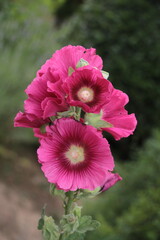 roses tr&eacute;mi&egrave;res