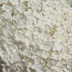 Hydrangea blanc