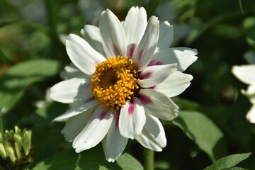 Fototapeta premium A multi colored zinnia flower is blossoming in a garden in sunny summer day.