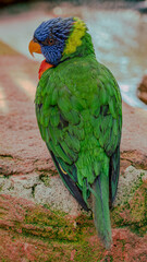 rainbow lorikeet
