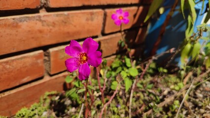 flowers in the garden