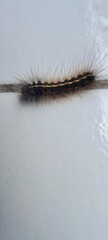 A hairy caterpillar (malacosoma americanum) is crawling on a white ceramic floor.