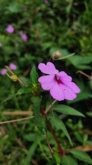 pink flower in the forest