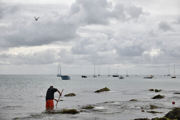 Pêche à la crevette à Noirmoutier. France	