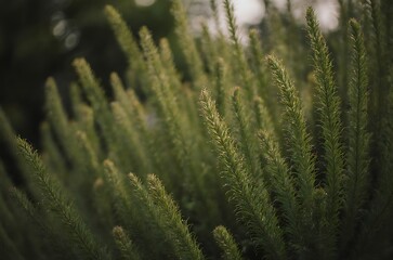 Lush Evergreen Needles Background Thick Spruce Leaves Detail ai generated