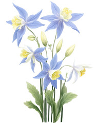 Fototapeta premium Columbine