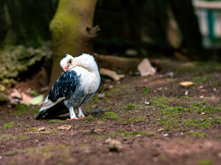 Close-up of a pigeon with white and black feathers standing on the ground, surrounded by moss and natural textures, captured in a calm outdoor setting.