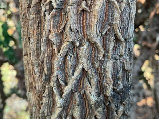 Young trunk, bark of the Indian Jujube (Ziziphus mauritiana) tree trunk