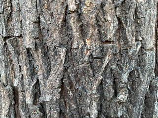 Bark of a Khair tree, also known as Senegalia catechu or Acacia catechu, Acacia catechu plant in Indian Jungle