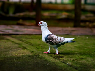 Close-up of a white pigeon with patterned wings standing on a mossy ground, showcasing its unique feathers in a natural outdoor setting.