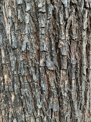 Bark of a Khair tree, also known as Senegalia catechu or Acacia catechu, Acacia catechu plant in Indian Jungle