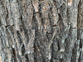 Bark of a Khair tree, also known as Senegalia catechu or Acacia catechu, Acacia catechu plant in Indian Jungle