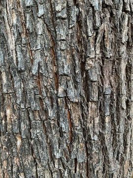 Bark of a Khair tree, also known as Senegalia catechu or Acacia catechu, Acacia catechu plant in Indian Jungle