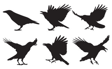 Black Crow Silhouette Set in Various Flying and Standing Poses Isolated on White Background for Design