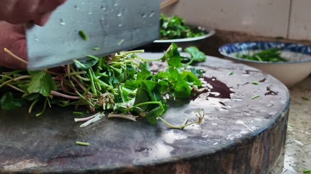 A chef is chopping fresh Gotu Kola