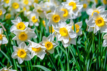 Fototapeta premium White daffodils on a green natural background 