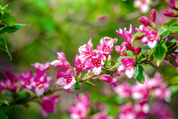 Obraz premium pink weigela blooms in the Botanical garden 