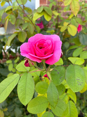Close-up of a bright pink rose just starting to bloom against vibrant green leaves, showcasing delicate petals, garden beauty, and fresh spring floral growth.