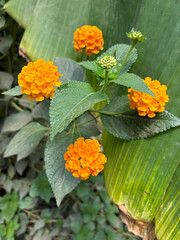 Close-up of yellow-orange Chapel Hill Yellow (Lantana) flower in full bloom against green foliage, highlighting vibrant garden plants, tropical flowers, and summer blooms.