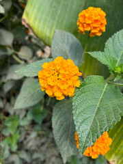 Close-up of yellow-orange Chapel Hill Yellow (Lantana) flower in full bloom against green foliage,...
