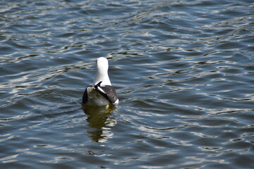 A cute herring gull is swimming in water in nature in bright summer day.