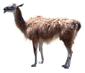 ラマの切り抜き写真