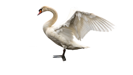 swan, isolated transparent background