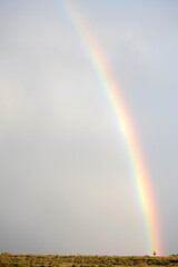African Blesbuck at the end of a rainbow