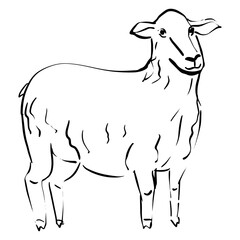 black and white sheep