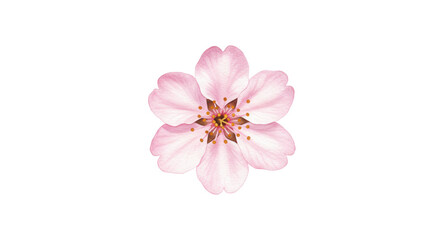 Cherry Blossom Watercolor Illustration Isolated On Transparent Background