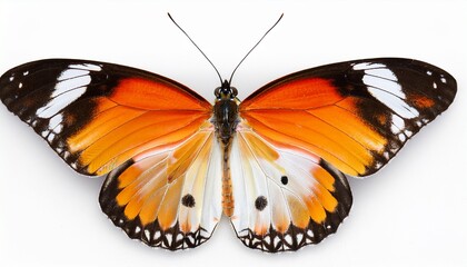 orange white butterfly isolated on white background with detailed wings