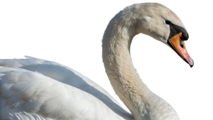 swan, isolated transparent background
