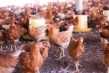 A lot of brown chicken in chicken farm
